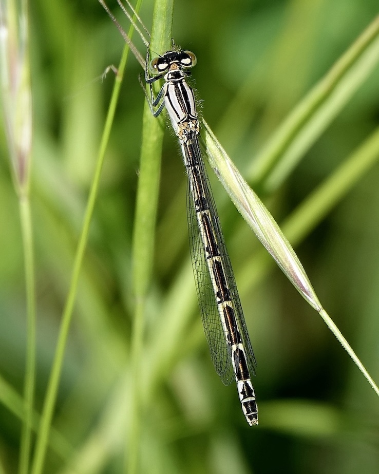 common blue damselfly
